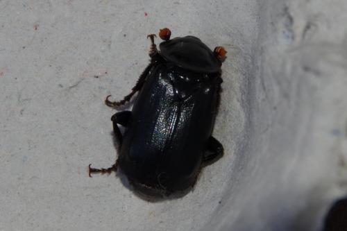 Nicrophorus humator